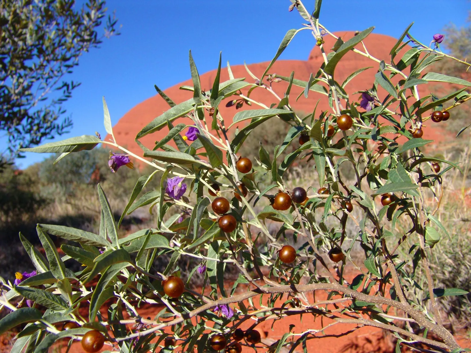 Bush Tomato & Mountain Pepper Seasoning