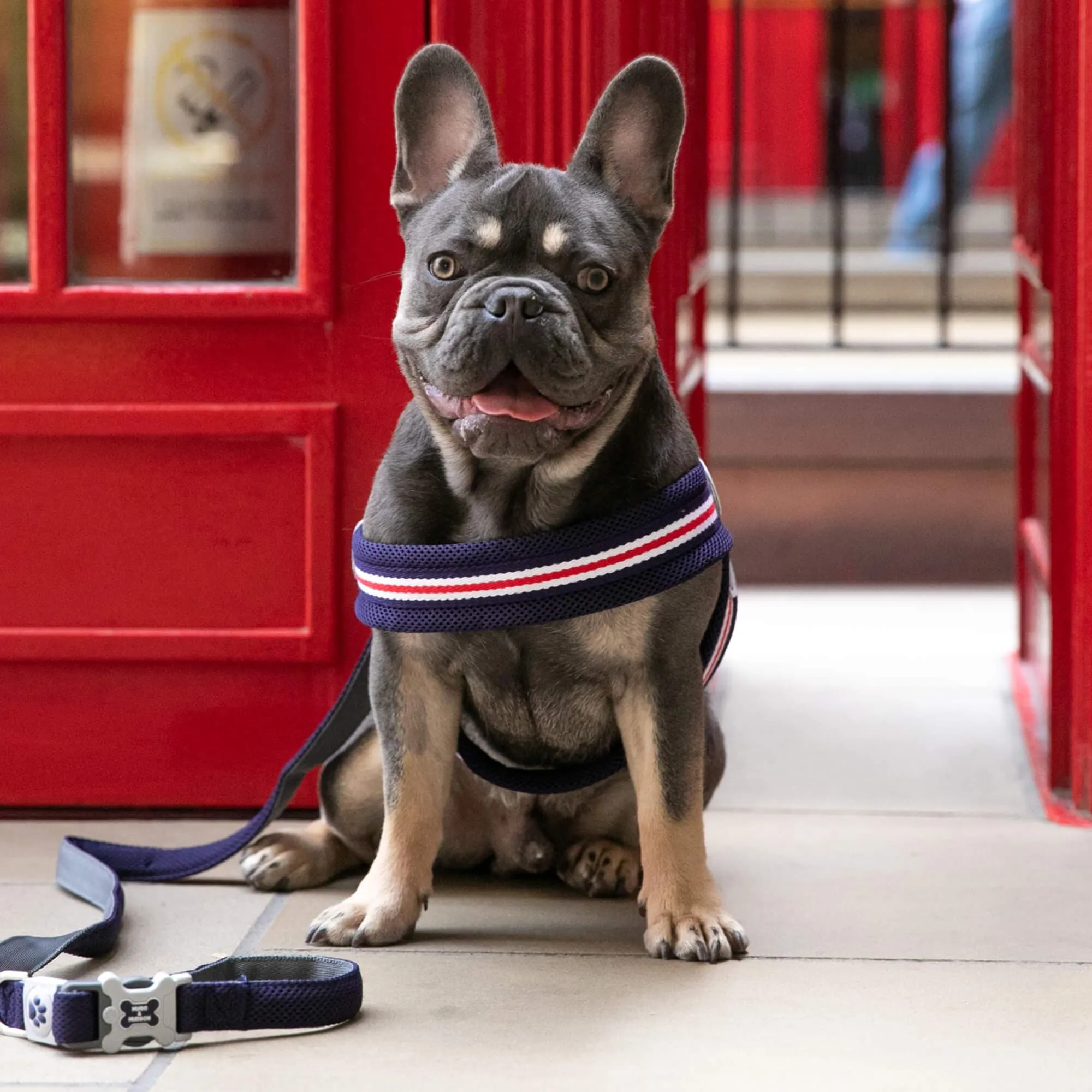 Easy Walk V Dog Harness - Navy