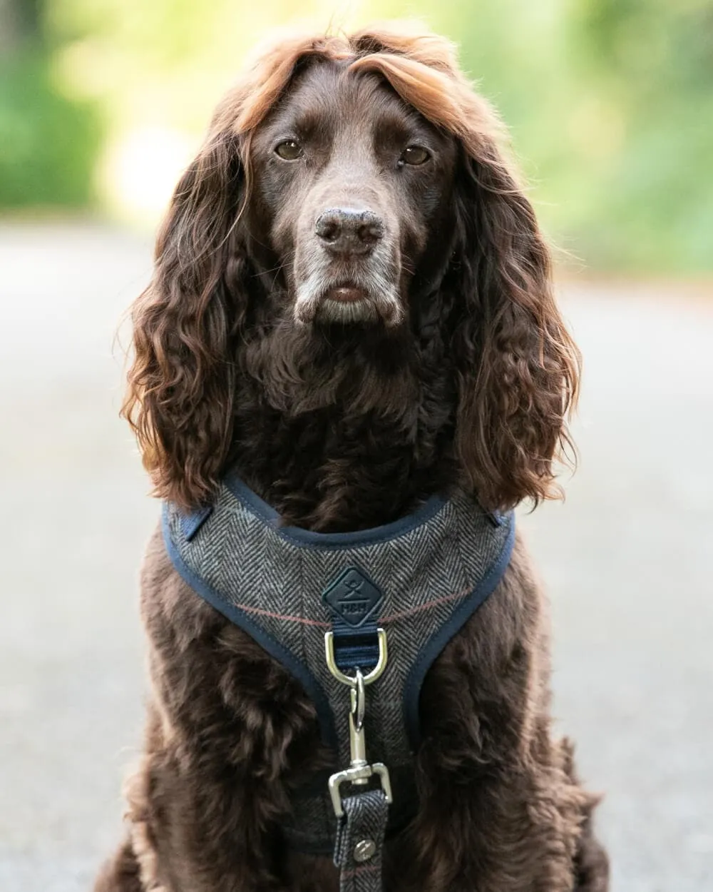 Grey Checked Herringbone Tweed Dog Harness